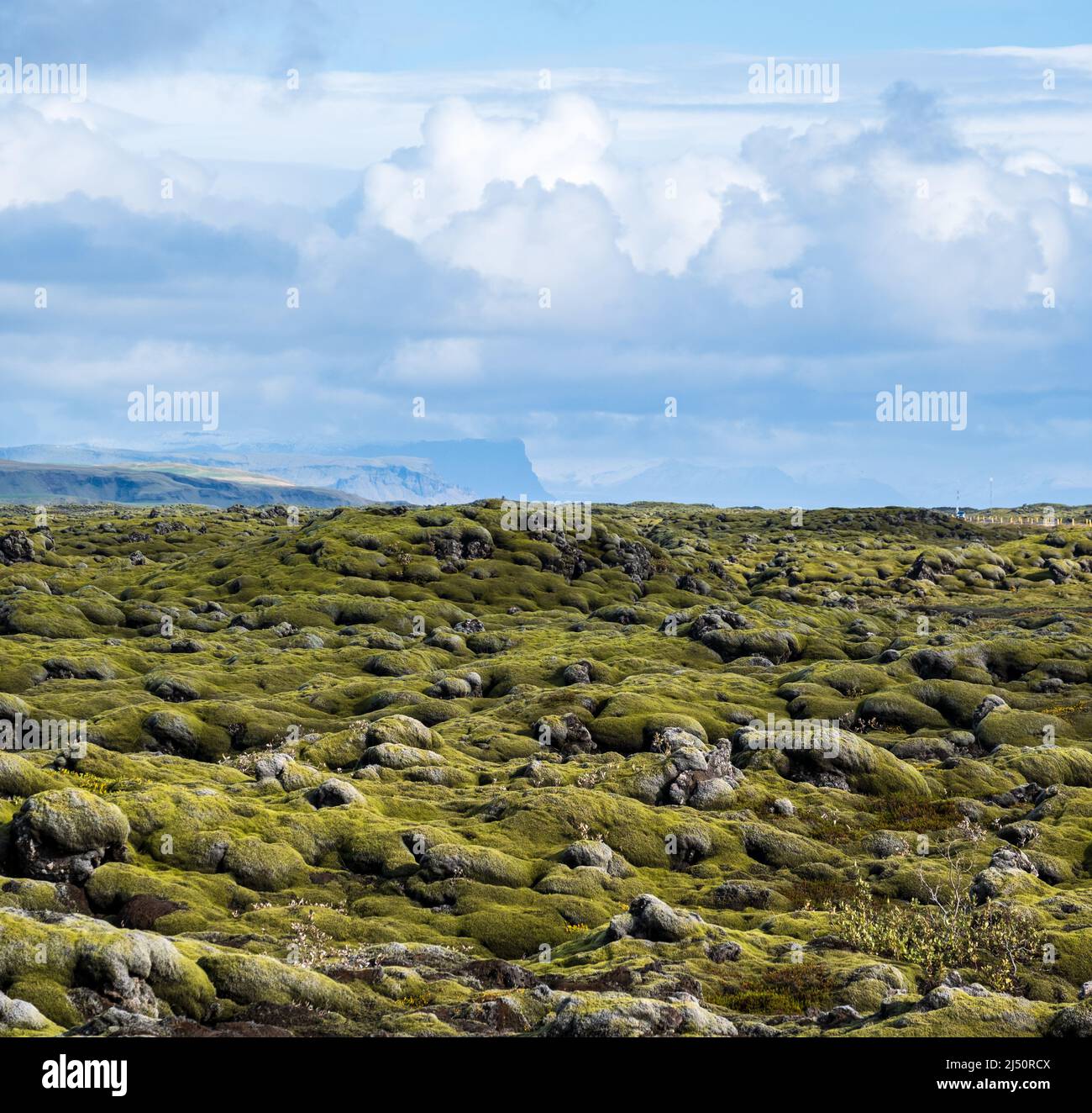 Scenografici campi di lava verdi autunnali vicino al canyon di Fjadrargljufur in Islanda. Muschio verde sulle pietre di lava vulcanica. Campi di lava unici dopo Laki volc Foto Stock