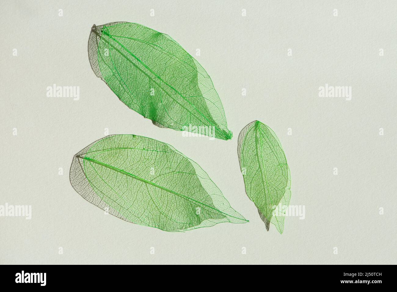 Foglie di scheletro verde trasparente colorate con una bella ombra isolata su sfondo bianco. Foto Stock