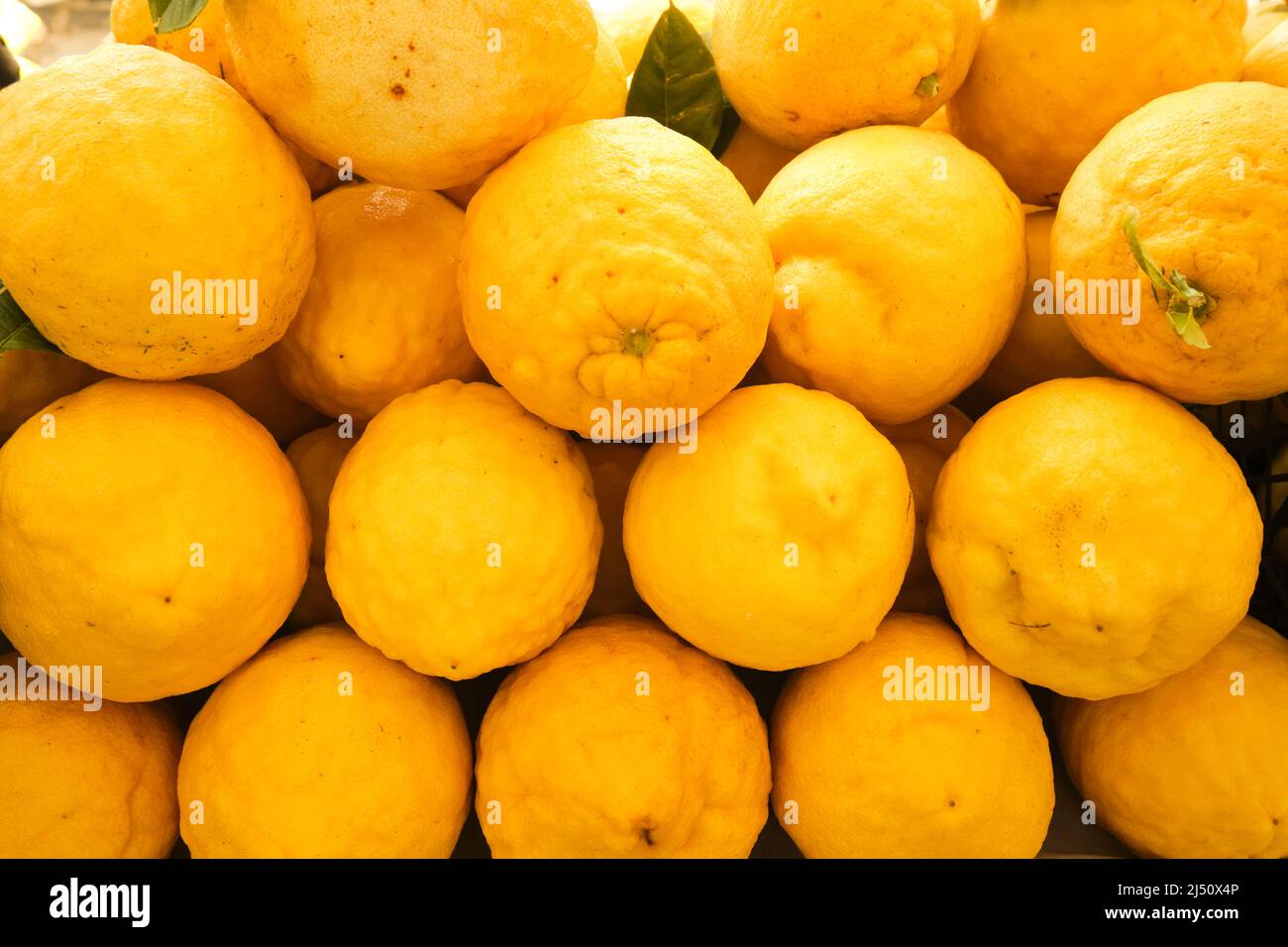 Una pila di limoni enormi, giganti e freschi jumbo. Al famoso festival annuale delle erbe nella città di Alaçatı, provincia di Izmir, Turchia. Foto Stock