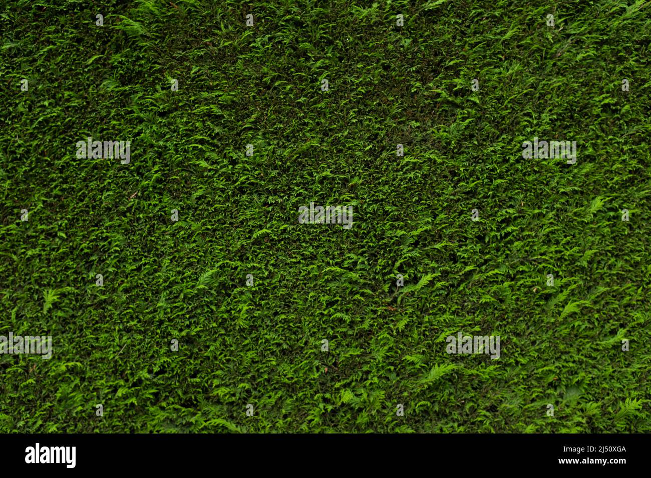 Una siepe verde di conifere (Coniferophyta) Foto Stock