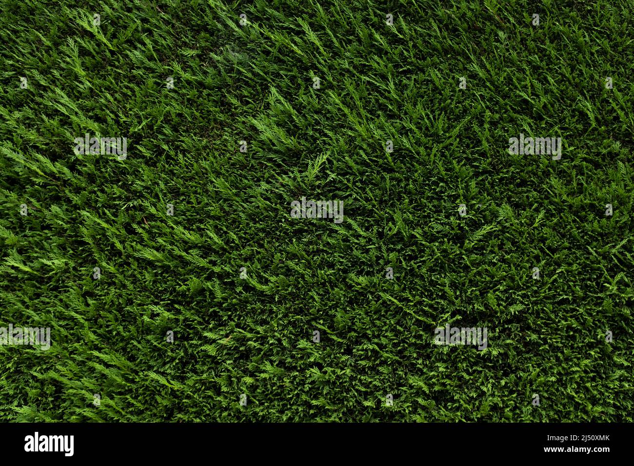 Una siepe verde di conifere (Coniferophyta) Foto Stock