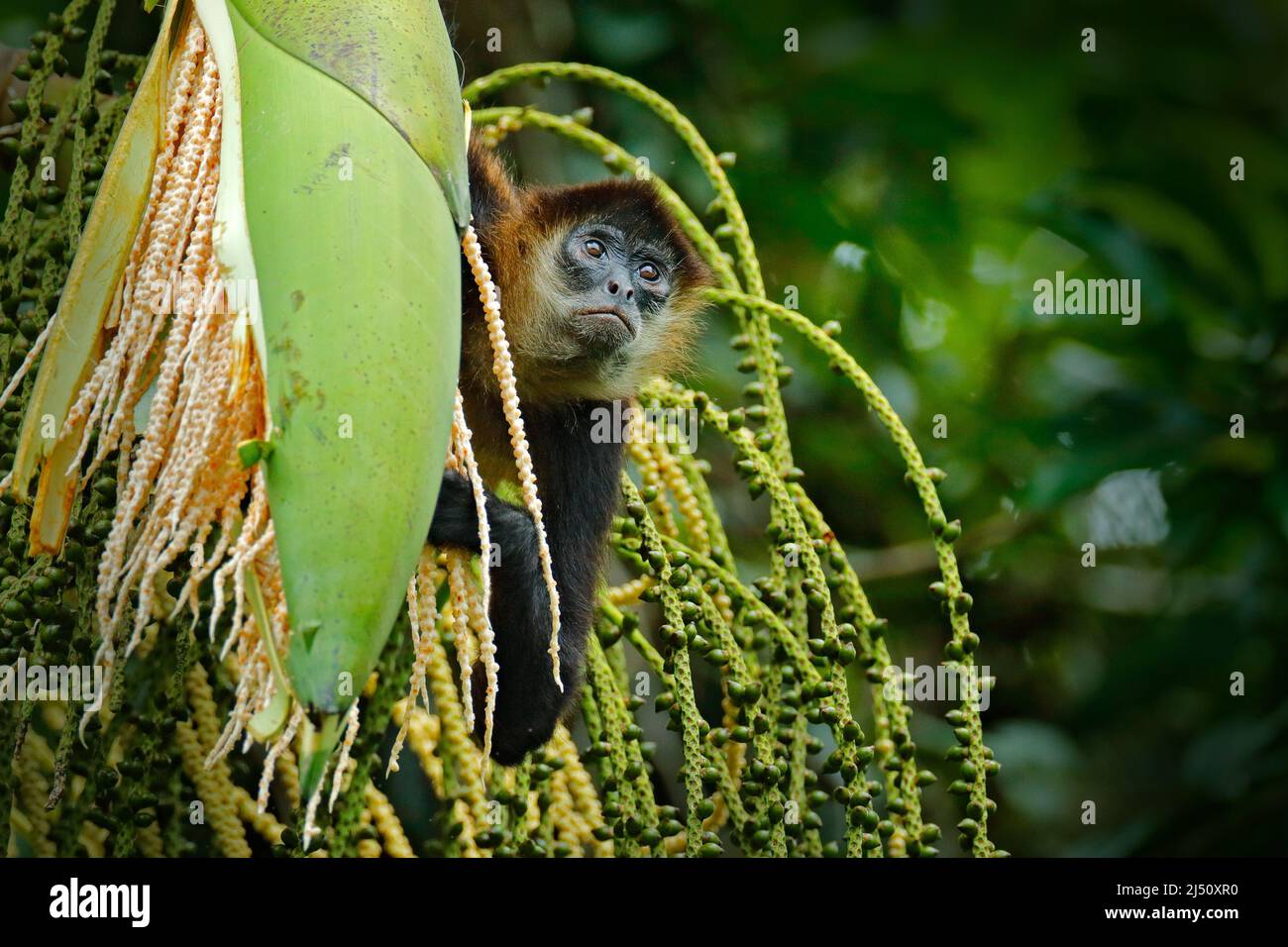Scimmia sulla palma. Fauna selvatica verde del Costa Rica. Scimmia Spider con le mani nere seduta sul ramo dell'albero nella foresta tropicale scura. Animale nel natu Foto Stock