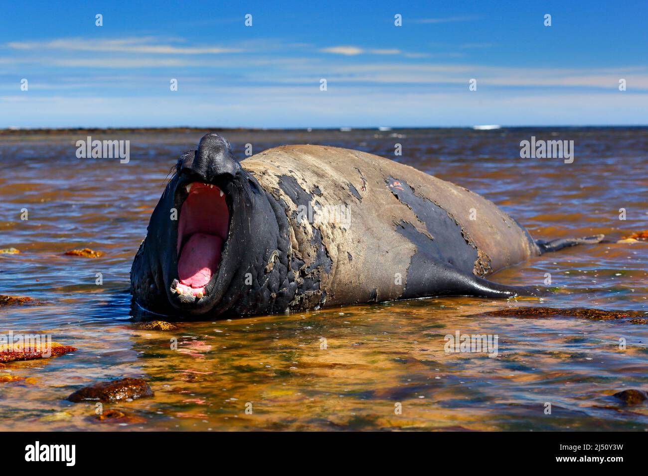 Animale marino in acqua. Sigillo dell'elefante con museruola aperta. Grande animale dell'oceano con bocca aperta. Superficie d'acqua con sigillo a elefante. Fauna selvatica scena, natura selvaggia. Foto Stock