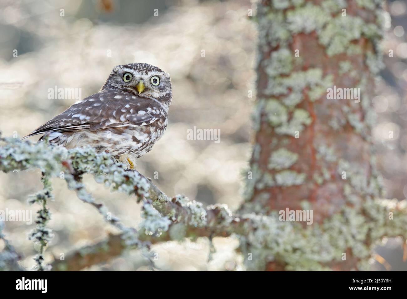 Ritratto di piccolo uccello nell'habitat naturale, Repubblica Ceca. Fauna selvatica scena dalla natura. Neve caduta nella foresta. Scena invernale con Little Owl, Athene no Foto Stock