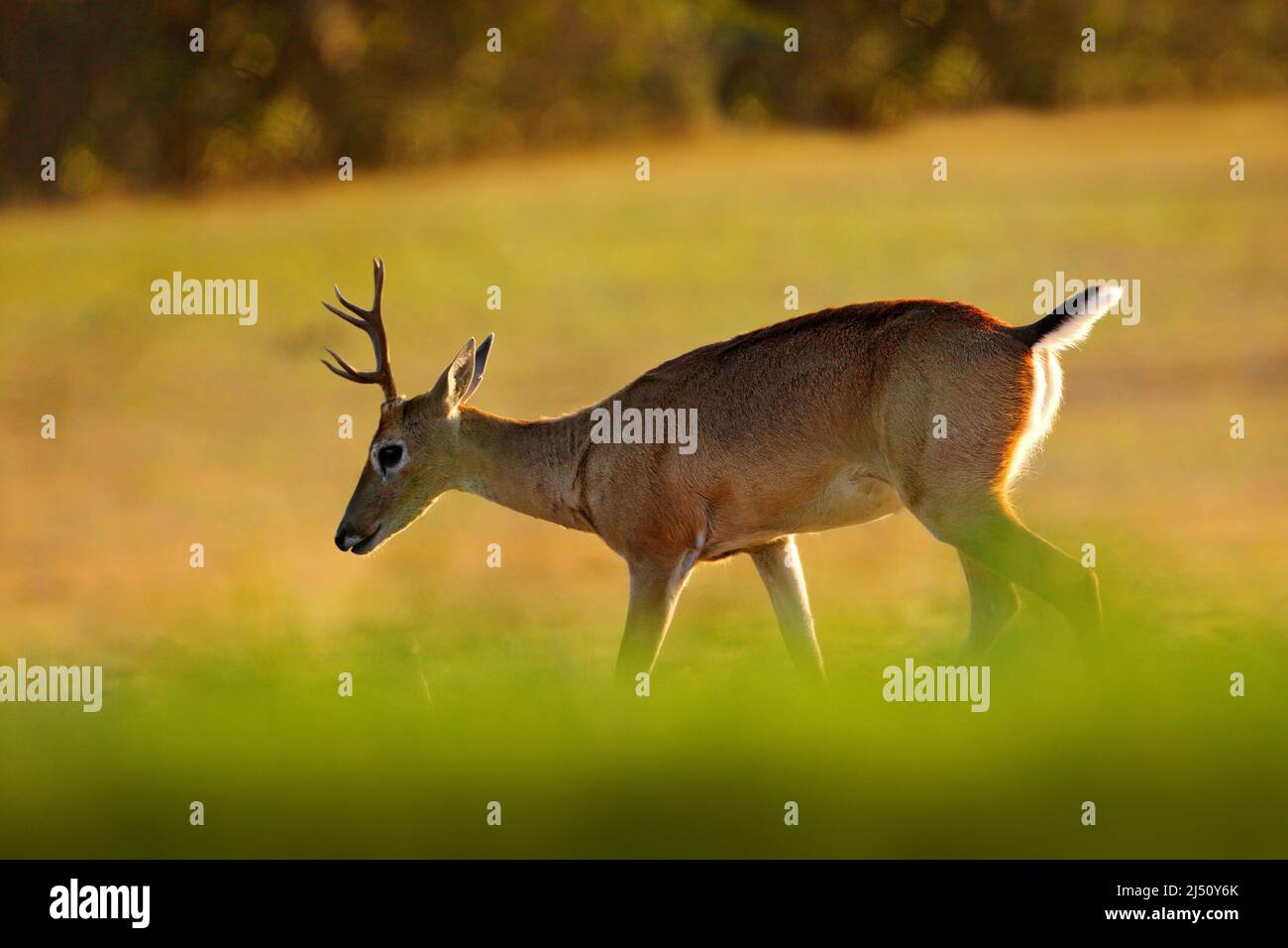 Pampas Deer, Ozotoceros bezoarticus, seduto in erba verde, Pantanal, Brasile. Scena della fauna selvatica dalla natura. Cervi, habitat naturale. Fauna selvatica Brasile. Foto Stock