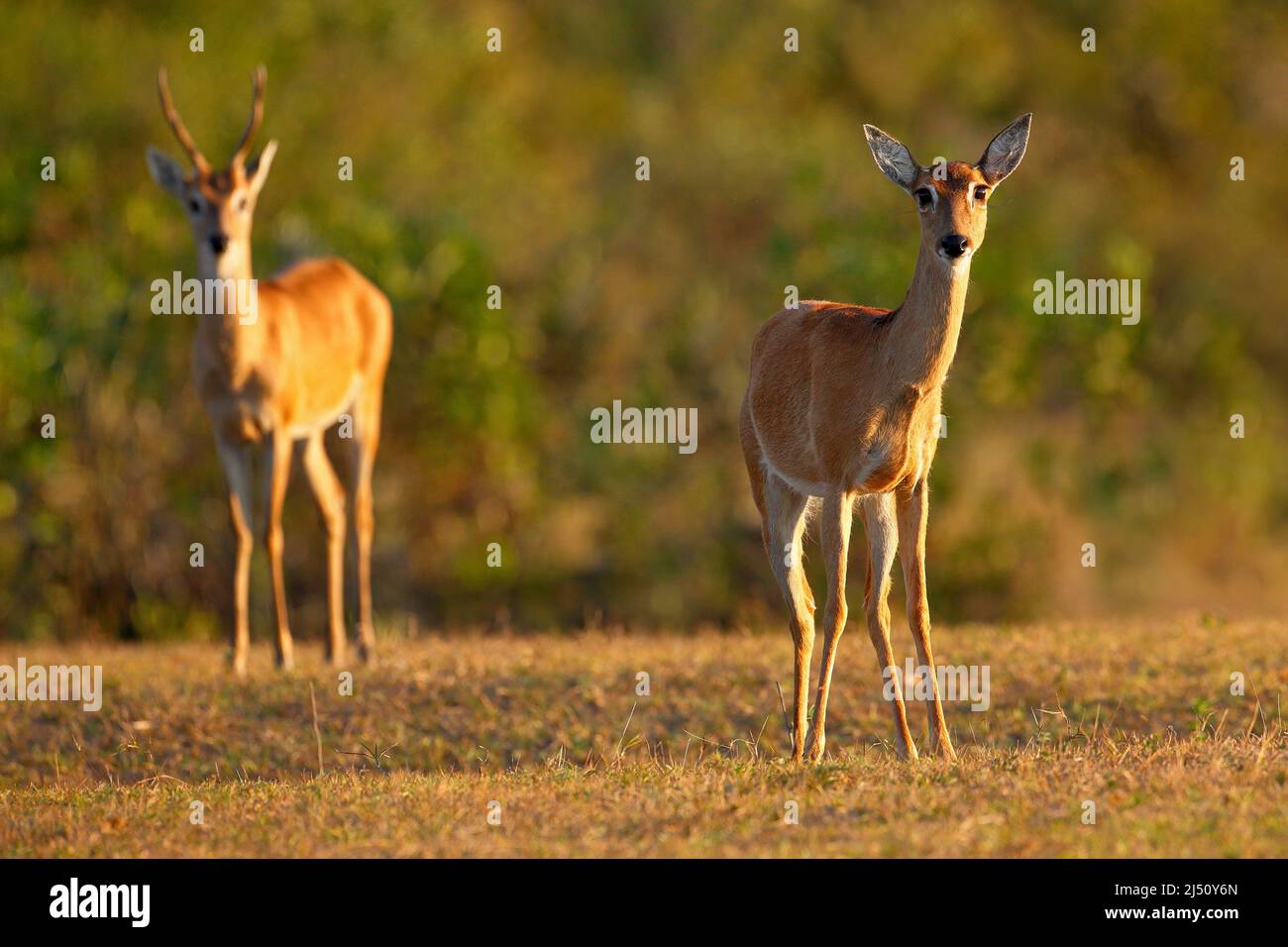 Pampas Deer, Ozotoceros bezoarticus, seduto in erba verde, Pantanal, Brasile. Fauna selvatica scena dalla natura. Coppia se cervi, habitat naturale. Fauna selvatica Foto Stock