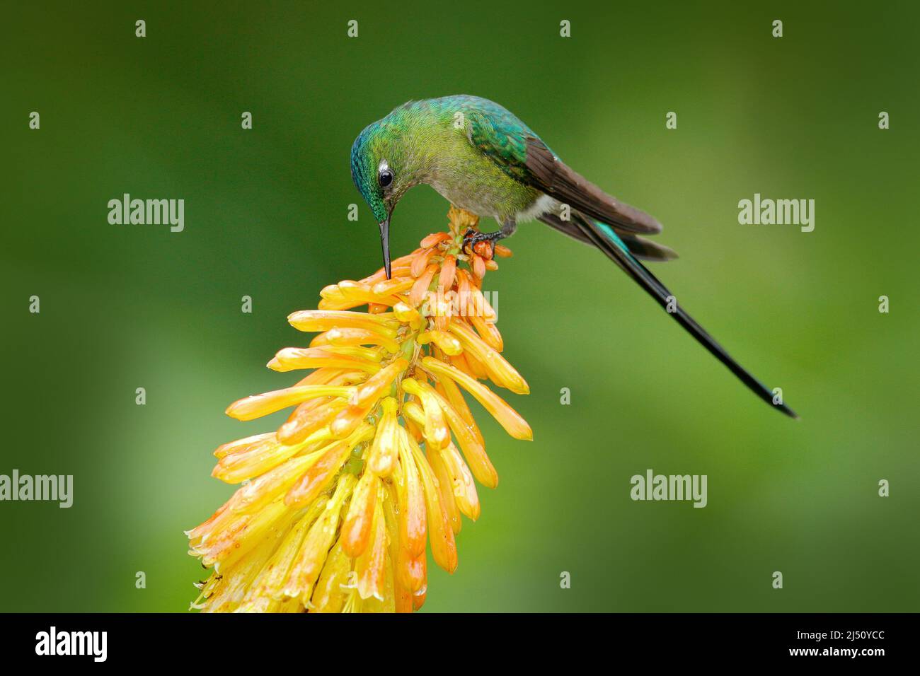Uccello con fiore. Fauna selvatica Ecuador. Hummingbird Sylph dalla coda lunga che mangia nettare da bellissimo fiore giallo strelicia in Ecuador. Fauna selvatica scena da Foto Stock