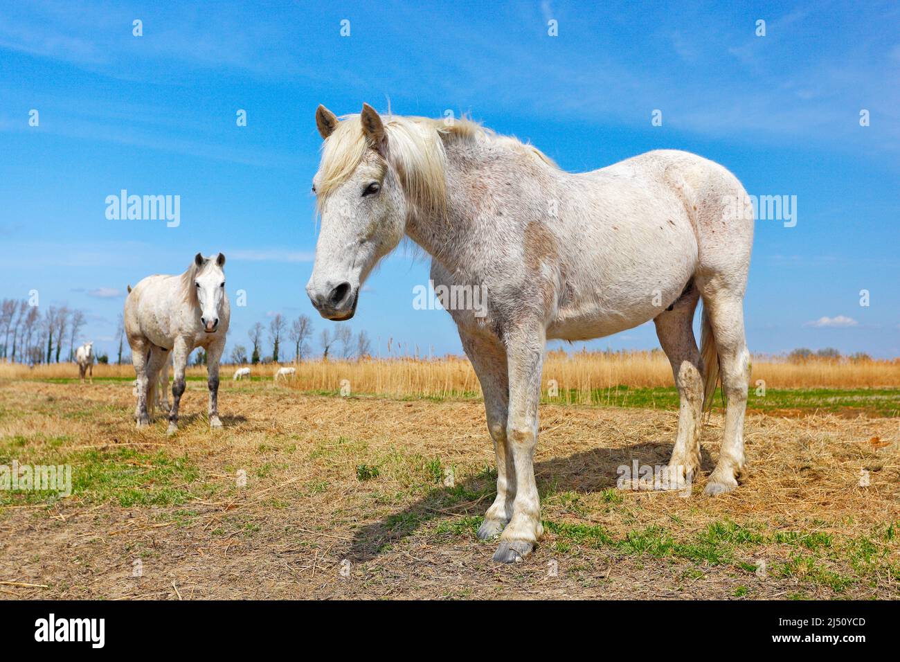 Bel cavallo bianco nutrire su fieno con tre cavalli sullo sfondo, cielo blu scuro con nuvole, Camargue, Francia. Viaggiare in Francia, vacanze in Europa. Grande Foto Stock