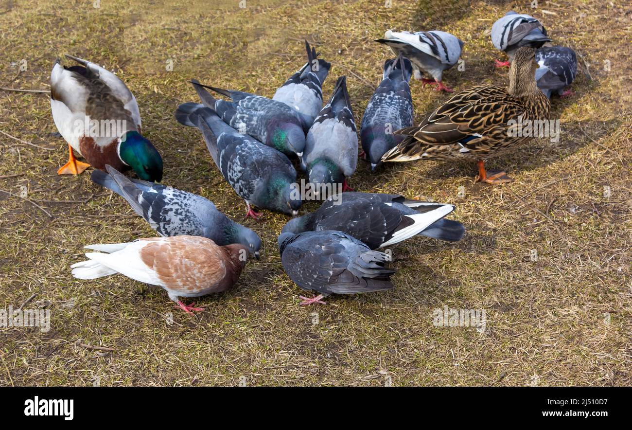 Un gregge di piccioni è mungolo pecking su erba gialla. Uccelli belli da vicino. Natura interessante. Foto Stock