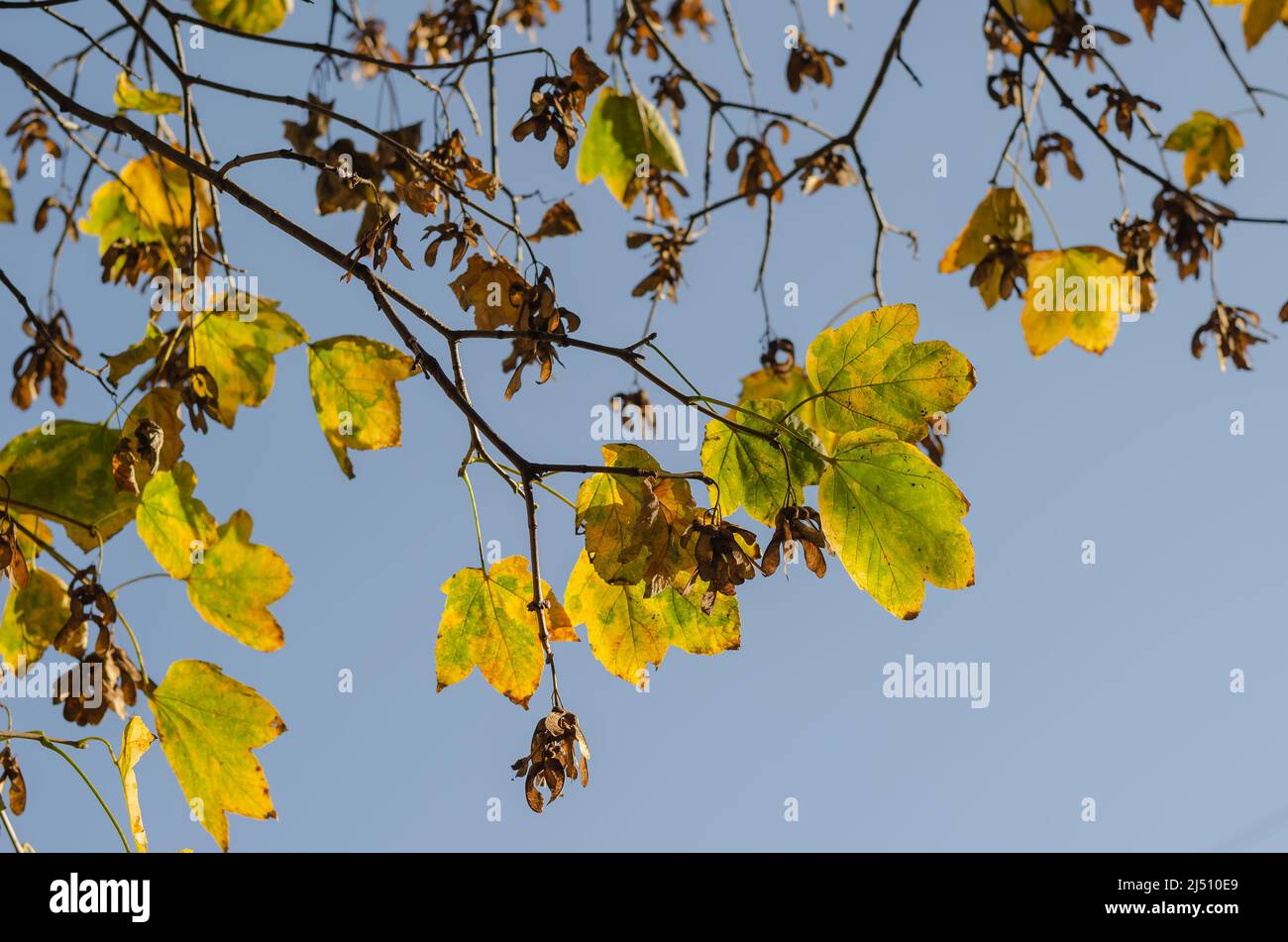 Rami di acero con semi e foglie verde-brune contro il cielo. Stagione verde. Foto Stock