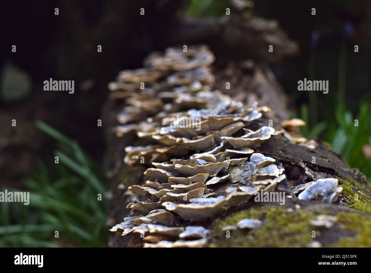 Fungo della staffa di Turkeytail su un albero caduto nei boschi Foto Stock