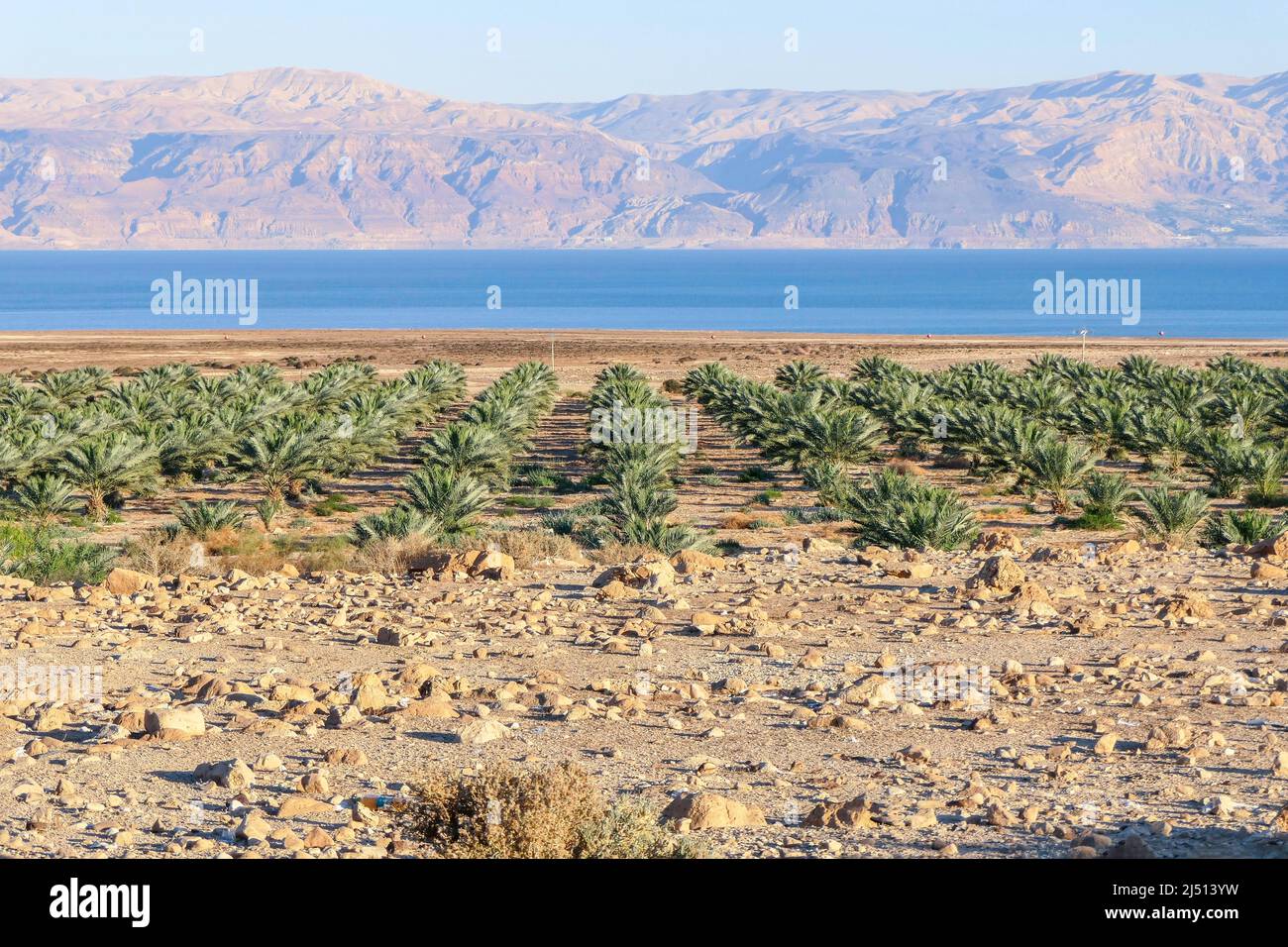 Vista sulle montagne attraverso le acque del Mar Morto. Piantagione di palme da datteri. Israele Foto Stock