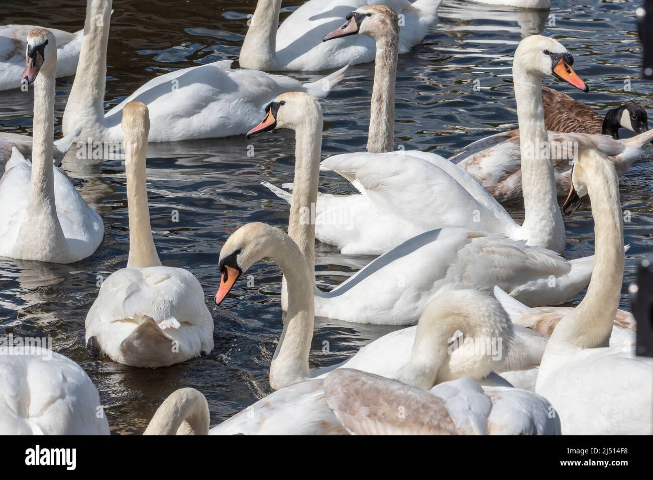 Una bevia o un gregge di cigni. Foto Stock