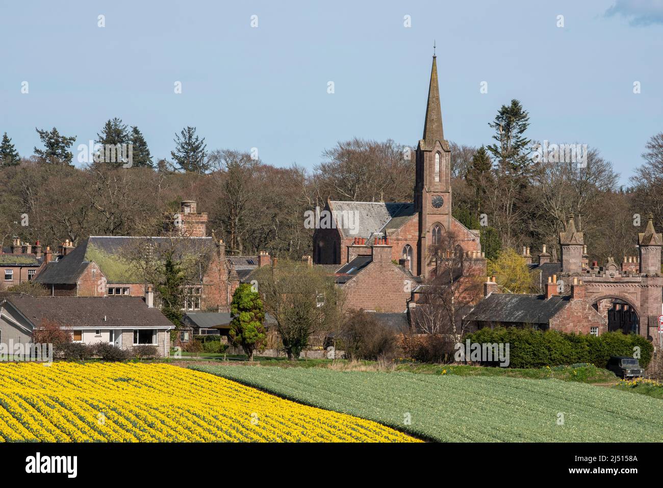 Campo di narcisi sul bordo del villaggio di Fettercahn, Aberdeenshire, Scozia. Foto Stock