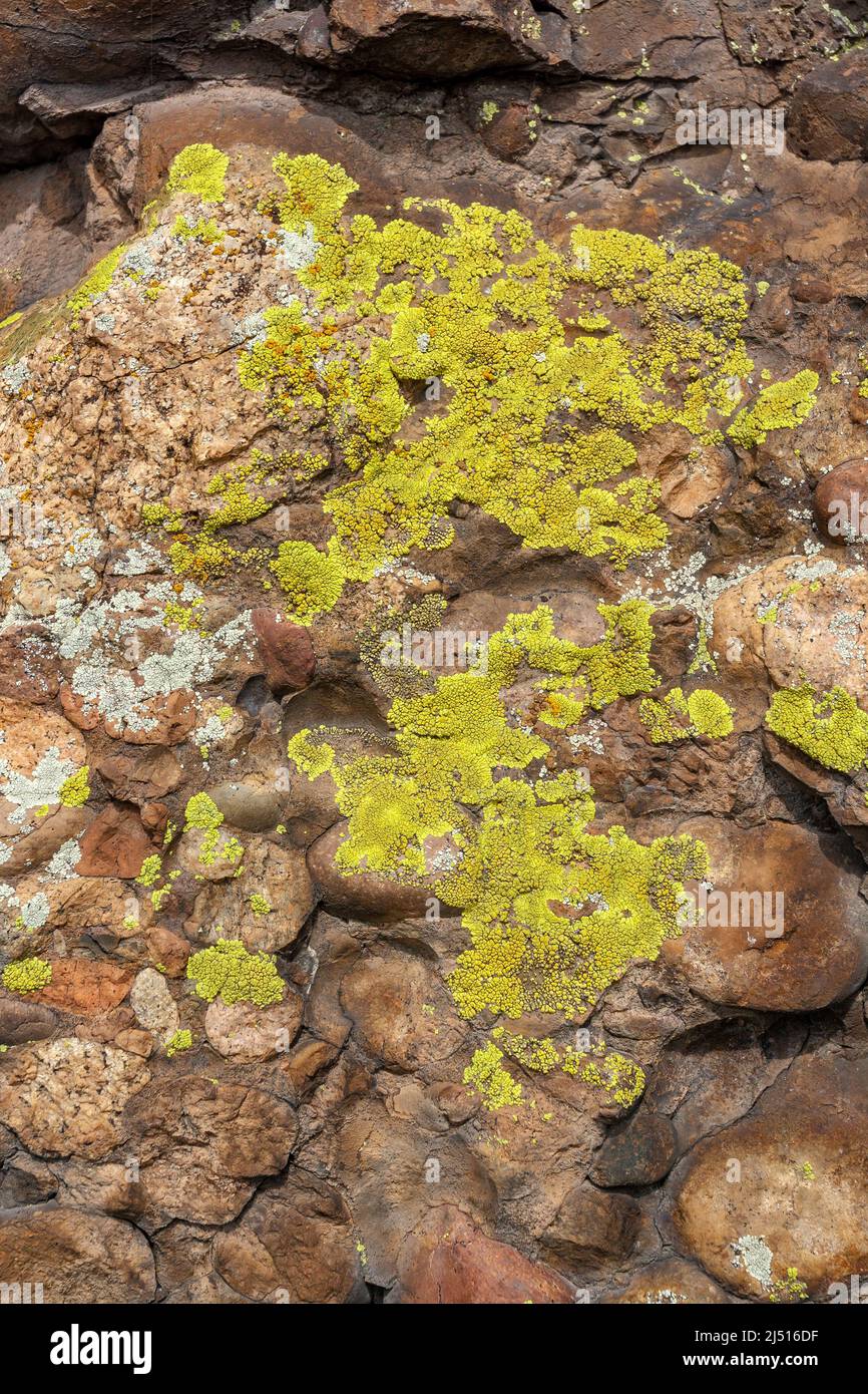 Lichen verde e muschio su pietre marroni. Immagine verticale. Foto Stock
