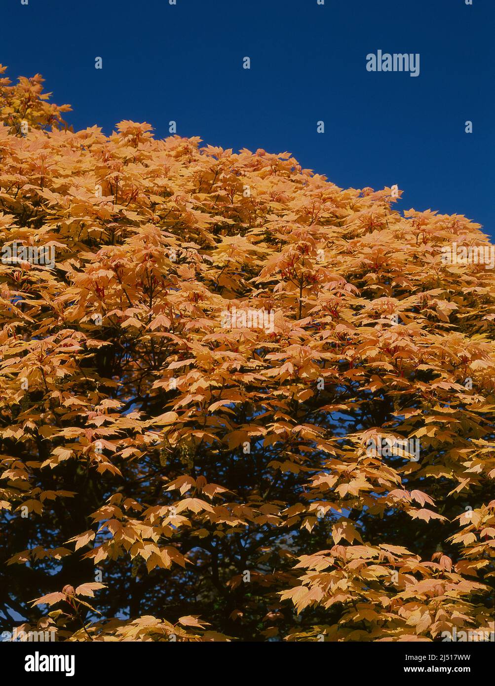 Color salmone foglie su un albero in primavera. Aesculum Foto Stock