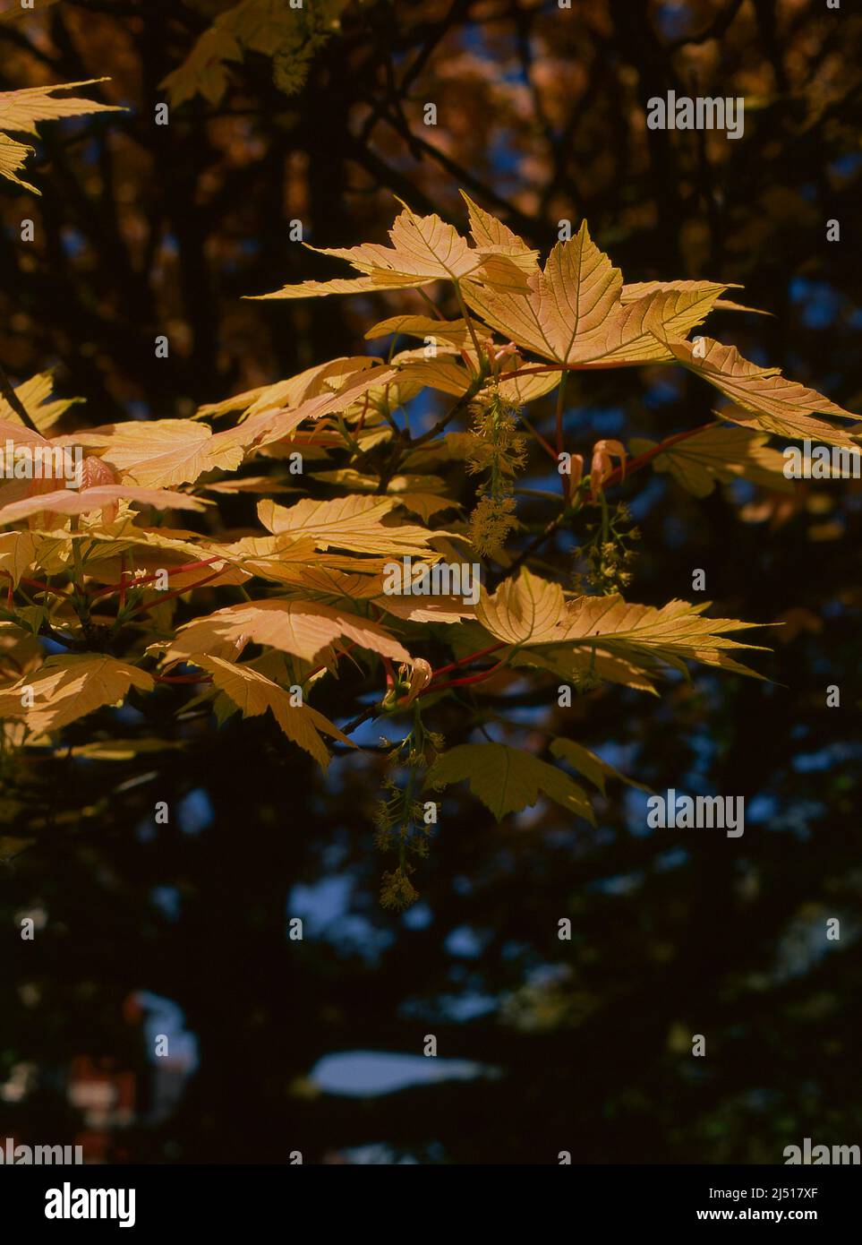 Color salmone foglie su un albero in primavera. Aesculum Foto Stock