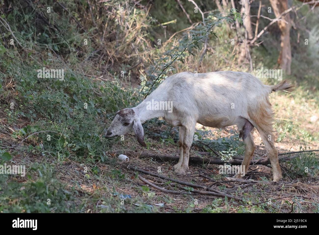 Primo piano foto di capra bianca pascolo erba nel campo, India Foto Stock