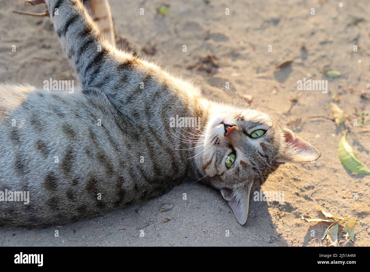 Primo piano di una foto di un gatto tabby sdraiato a terra con il gioco con la luce naturale del sole, India Foto Stock