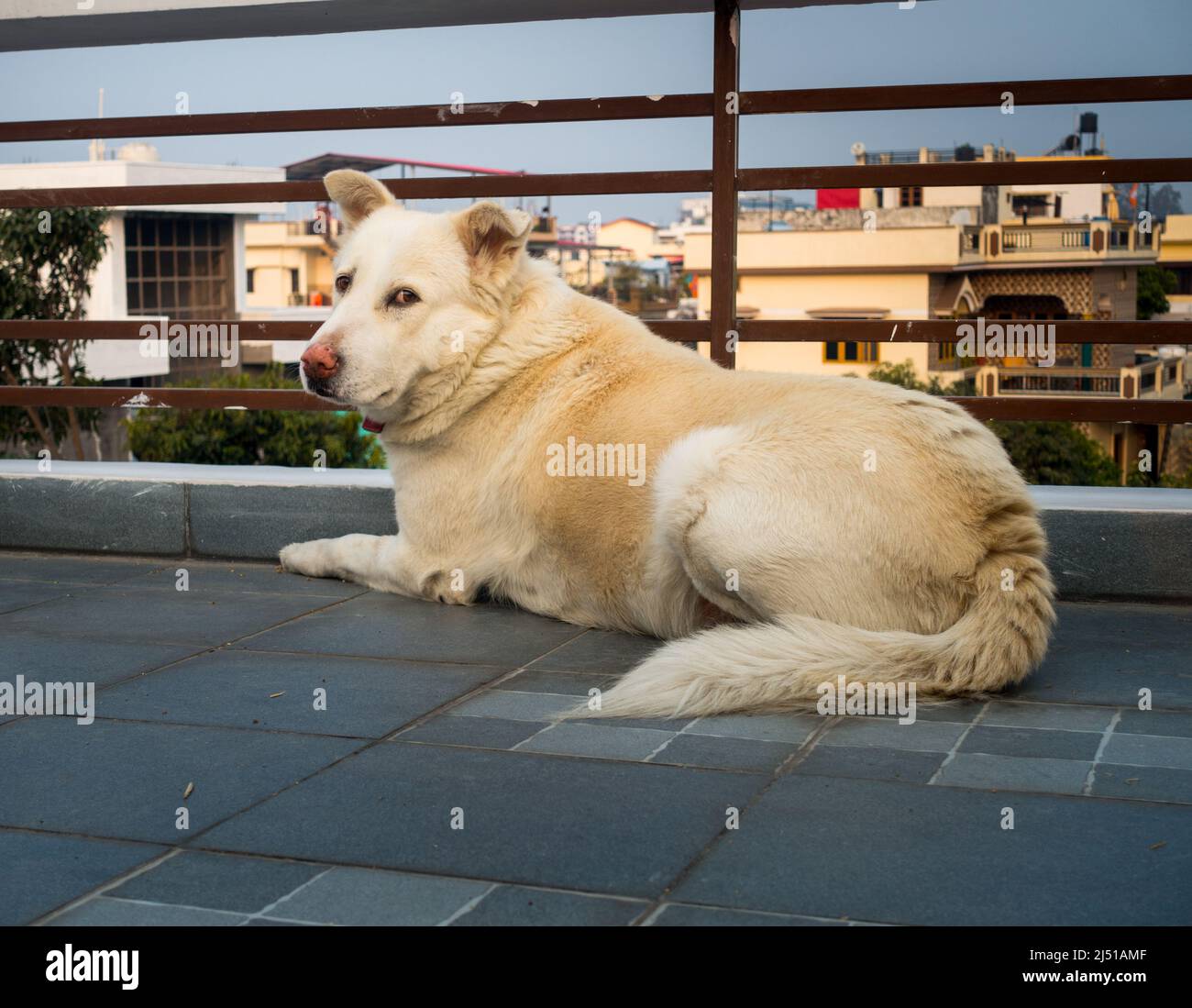 Uttarakhand, India - 15th febbraio 2022. Un cane pastore Himalayano domestico bianco seduto su un tetto e guardando la macchina fotografica. Foto Stock