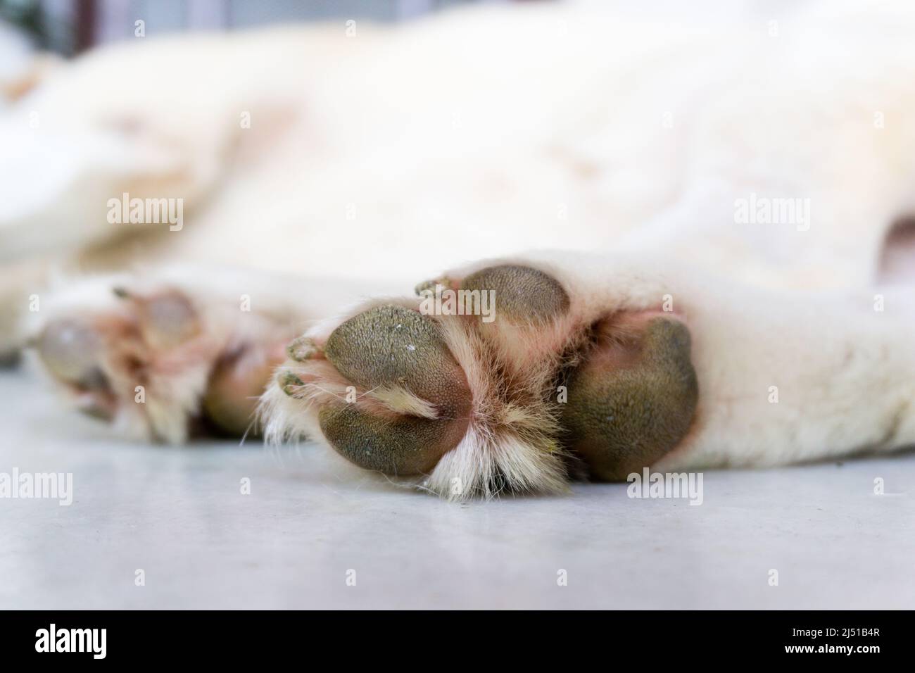 Un primo colpo di zampa di un cane bianco che dorme con sfondo sfocato. Foto Stock