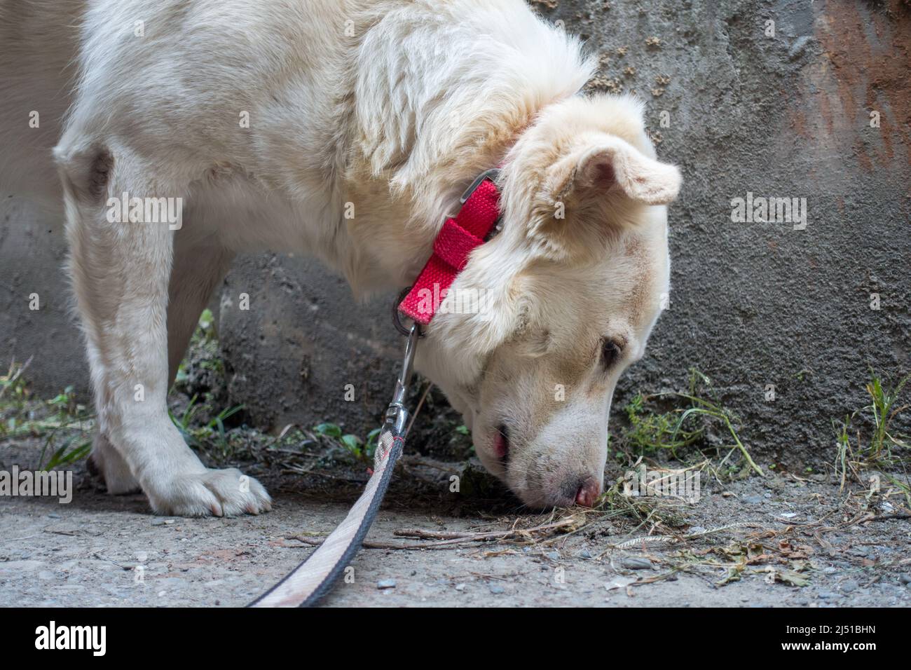 Un primo colpo di un cane himalayano bianco su una foglia che sniffa intorno. Foto Stock