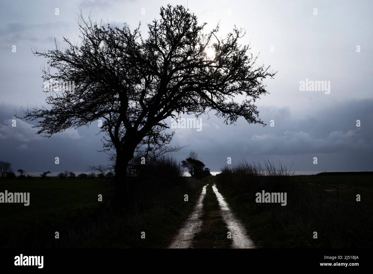 Albero di pere selvatiche Bawdsey Suffolk Inghilterra Foto Stock