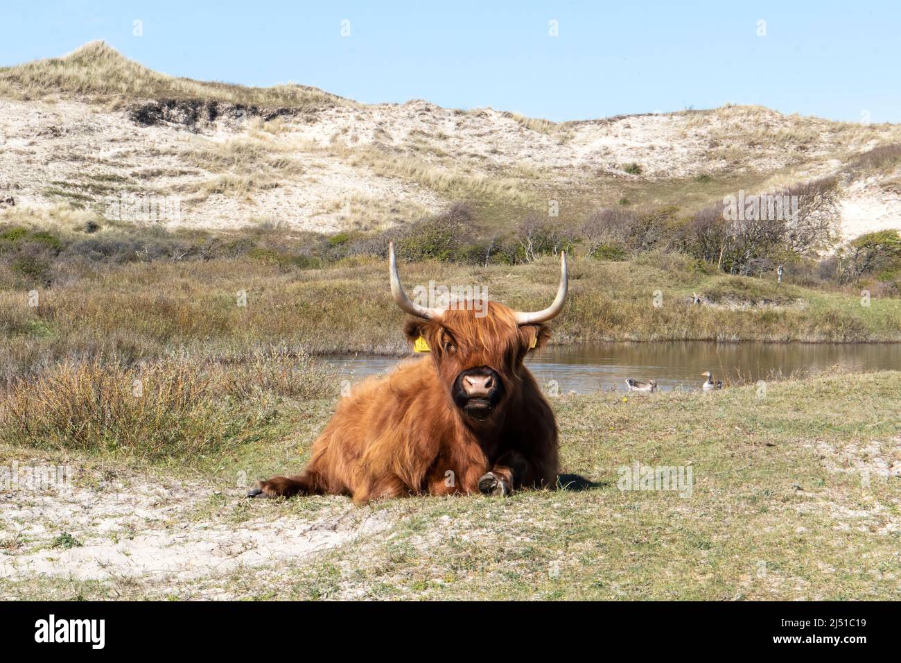 Paesaggio del parco nazionale Schoorlse Duinen, Paesi Bassi Foto Stock