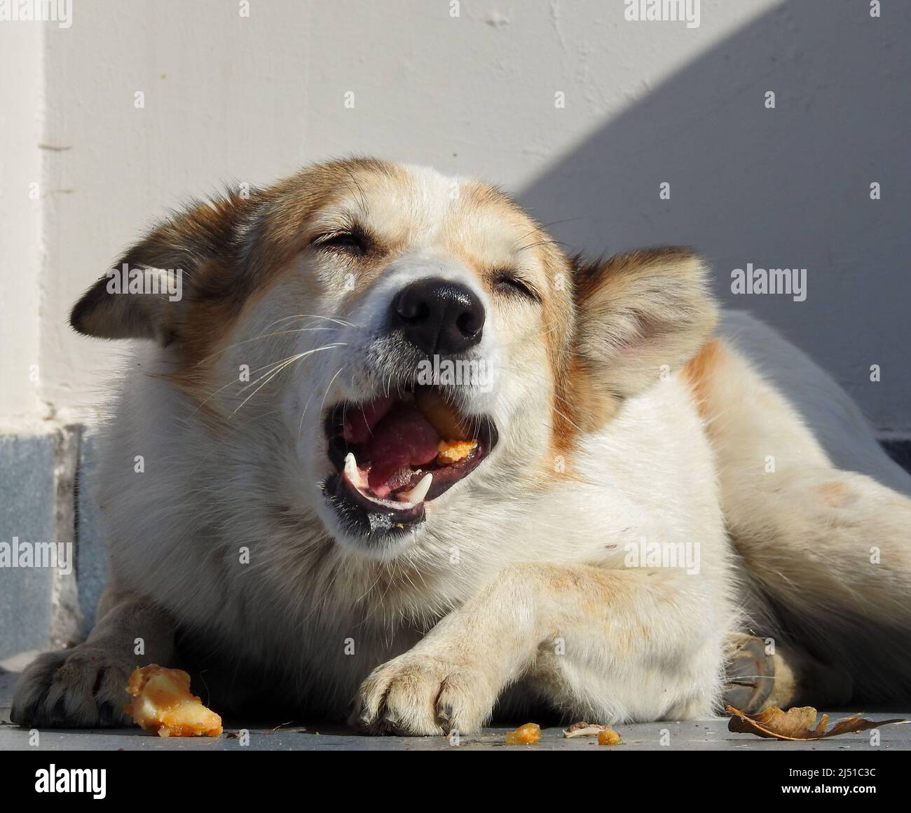 Un primo piano di un cane che morde su un osso. Foto Stock