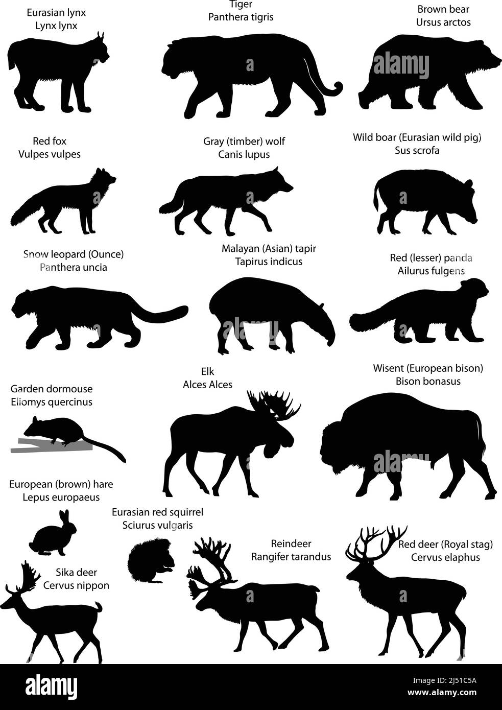 Collezione di sagome di animali che vivono nel territorio dell'Eurasia: lynx, tigre, orso, volpe, lupo, scoiattolo, lepre, alci, cervi, wisent, leopardo di neve Illustrazione Vettoriale