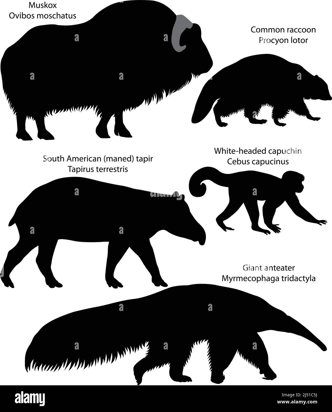 Collezione di silhouette di animali del Nord e del Sud America: Muskox, raccoon comune, tapir sudamericano, cappuccino a testa bianca, antenato gigante Illustrazione Vettoriale