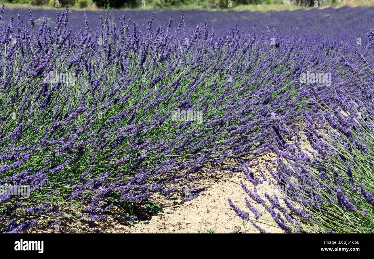 Lunghe guglie di lavanda Angustifolia in fiore su terreno ghiaioso giallo bruciato su campo di lavanda, Vaucluse, Provenza, Francia Foto Stock