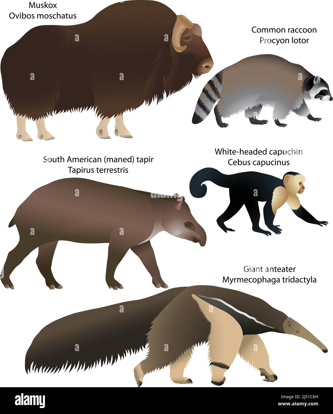 Collezione di animali del Nord e del Sud America: Muskox, raccoon comune, tapir sudamericano, cappuccino a testa bianca, anteater gigante Illustrazione Vettoriale