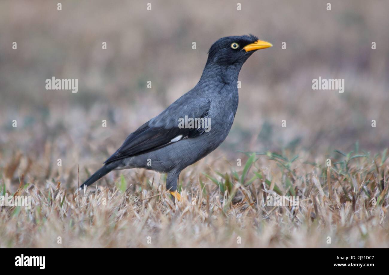 La Myna di Javan (Acridotheres javanicus) è una specie di myna. E' un membro della famiglia stellante, principalmente nero Foto Stock