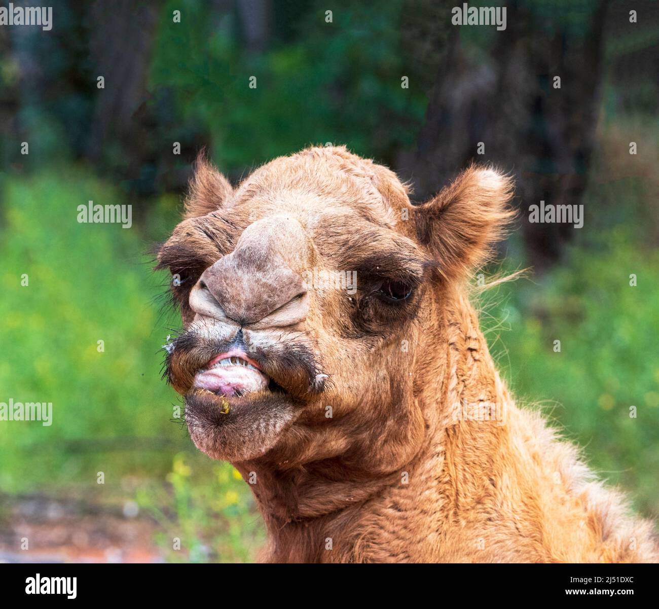 Divertente colpo di testa anteriore di un munging cammello addomesticato, Australia occidentale, WA, Australia Foto Stock