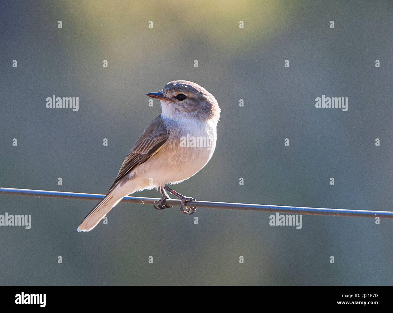 Jacky Winter (Microeca fascinans) arroccato su un filo, Parry's Farm vicino a Wyndham, Australia Occidentale, WA, Australia Foto Stock