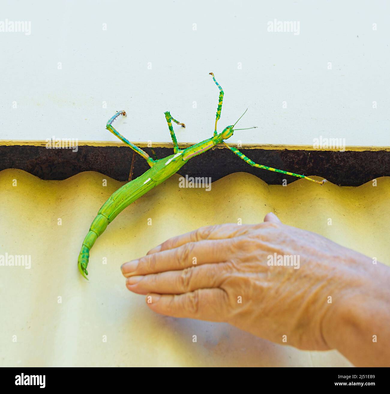 Goliath Stick Insect (Eurycnema goliath) accanto ad una mano umana in scala, Parry's Farm vicino a Wyndham, Australia Occidentale, WA, Australia Foto Stock