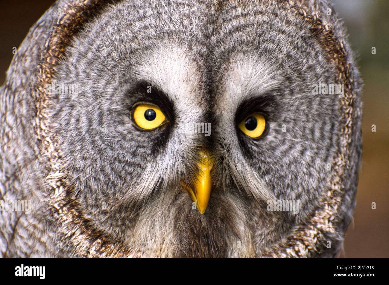 Walter la Grande aquila grigia gufo al Conservatorio Hawk Foto Stock