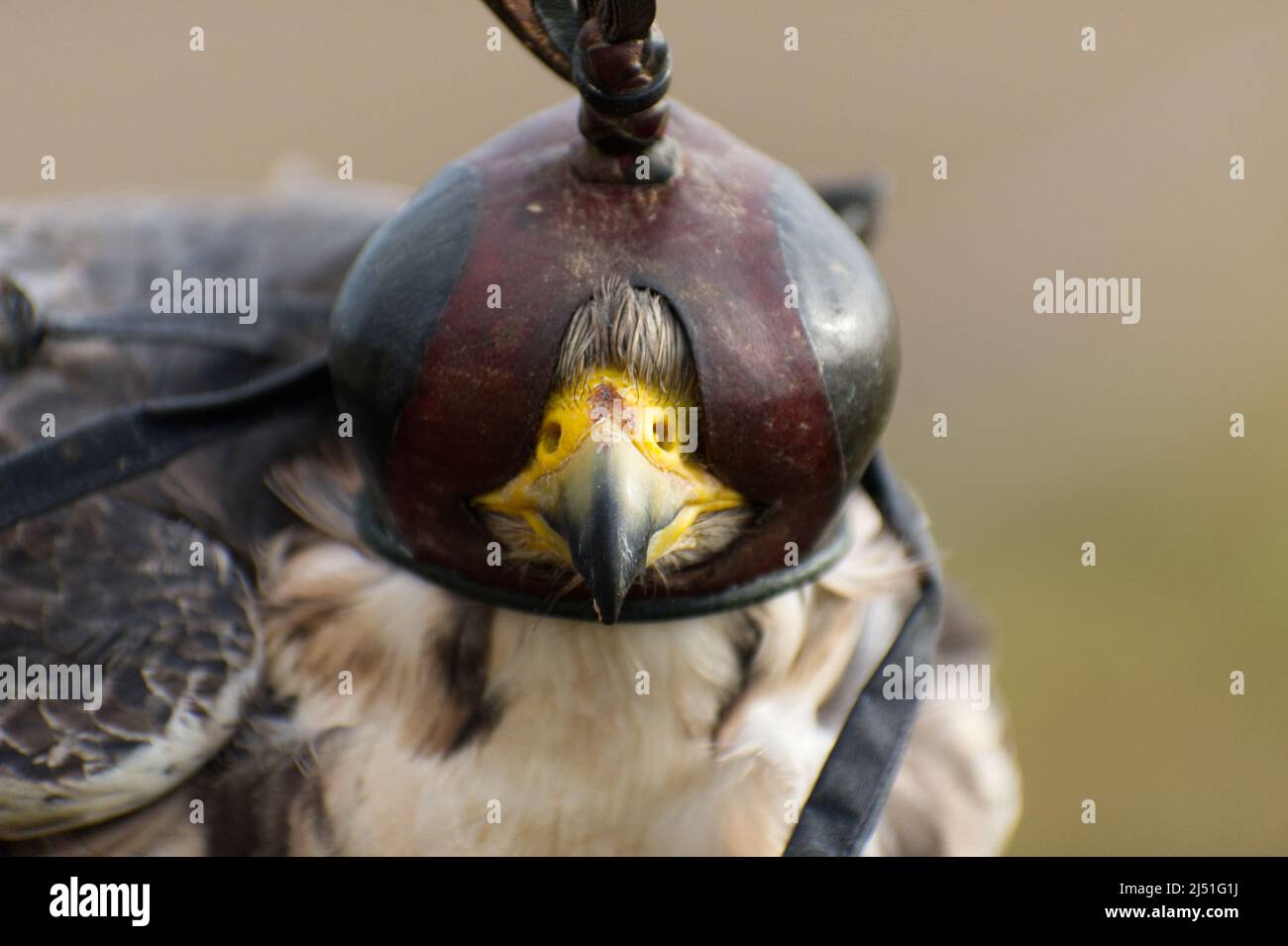 Willow il Lanner Falcon all'Hawk Conservancy Trust Foto Stock