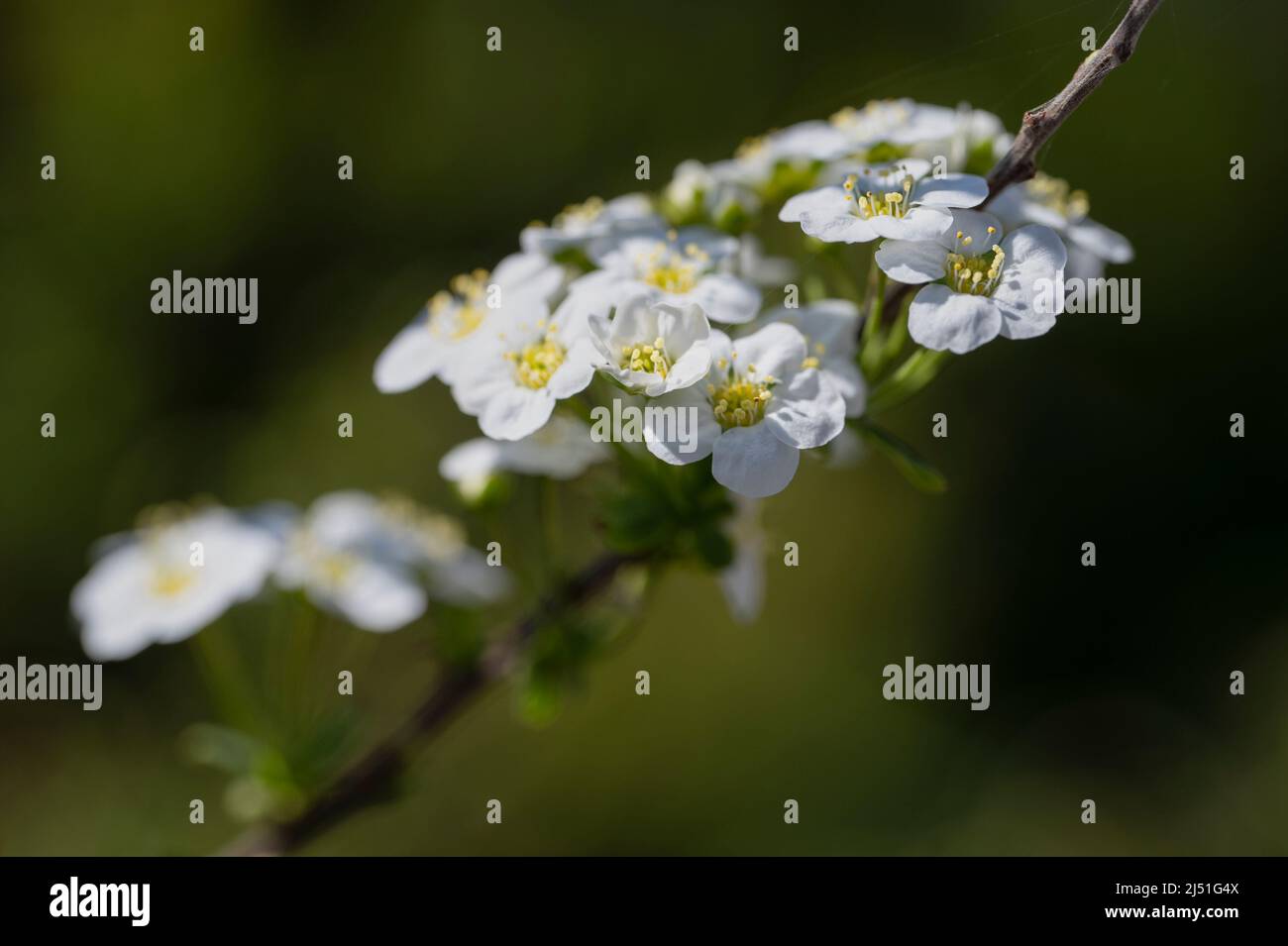 I delicati fiori bianchi di un arbusto di Spirea Foto Stock