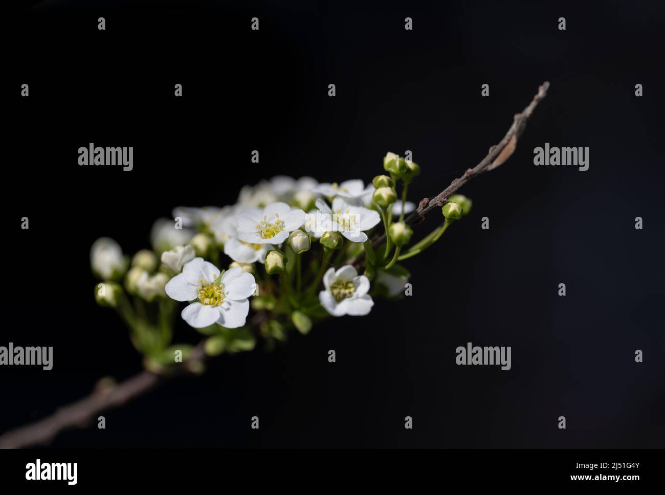I delicati fiori bianchi di un arbusto di Spirea Foto Stock