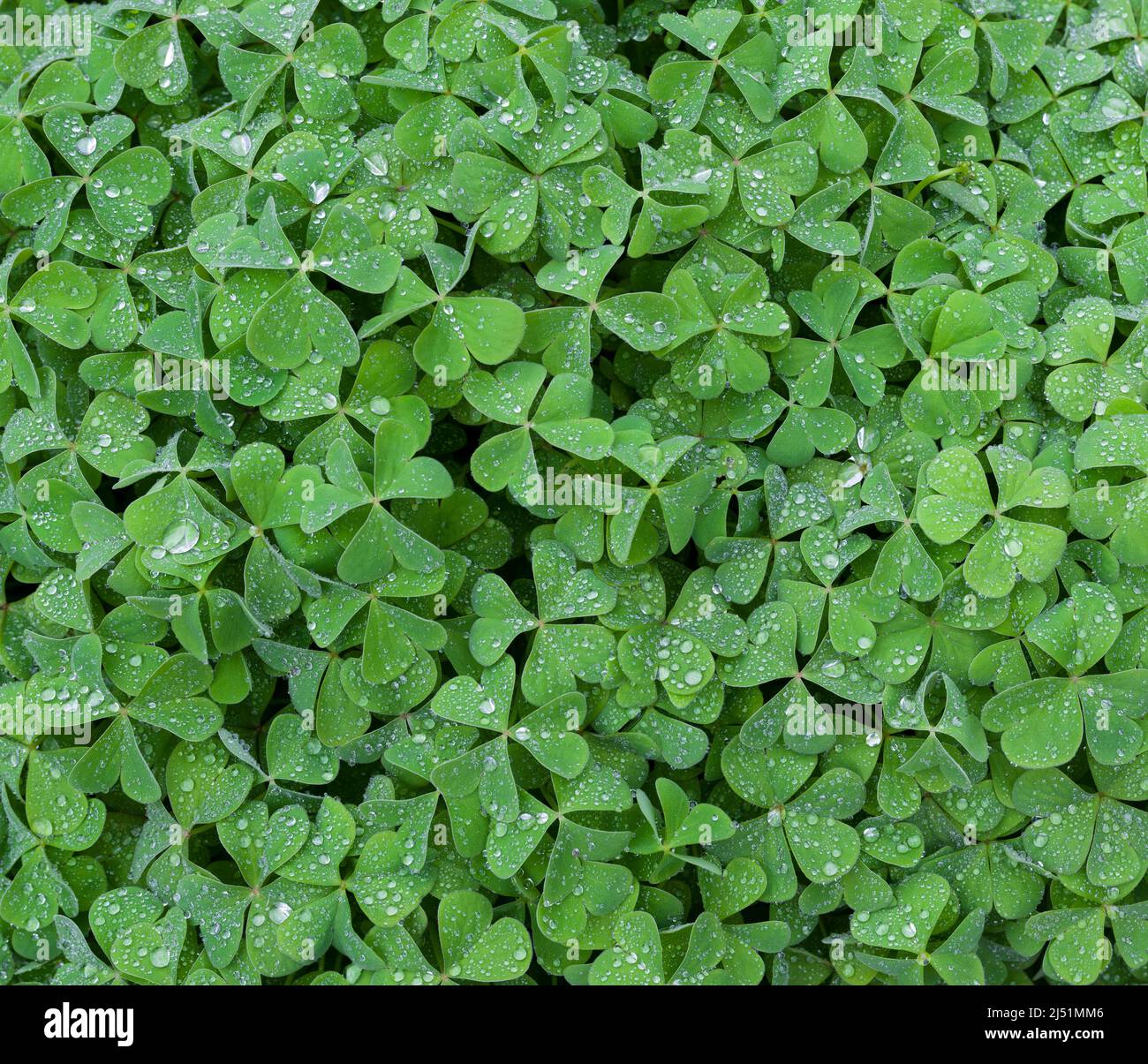 Gocce di pioggia sul trifoglio. Sfondo naturale di grumi verdi. Simbolo del giorno di San Patrizio. Marzo 17 concetto di vacanza. Spazio di copia per banner Foto Stock