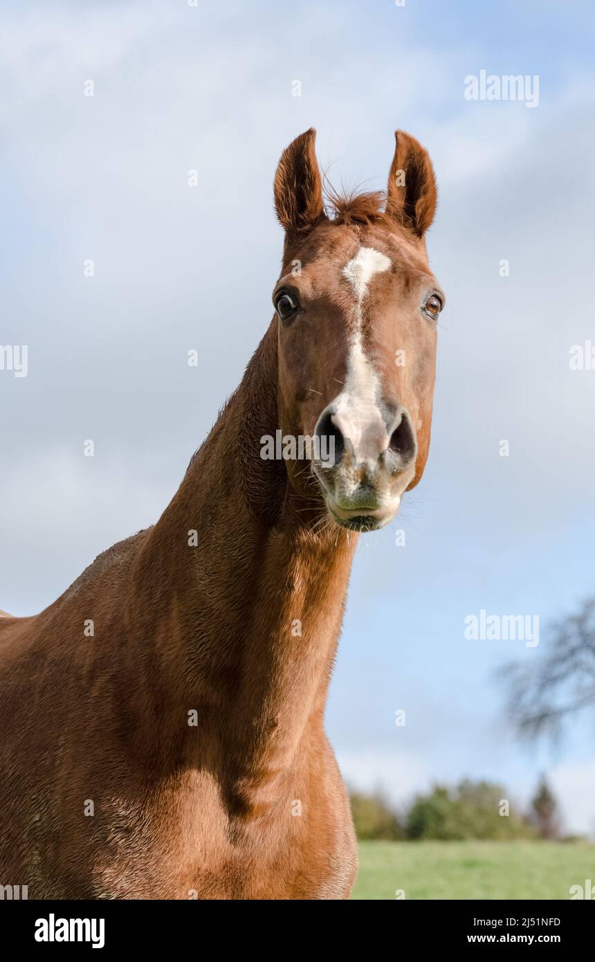 Cavallo Westfalia warmblood nella Renania-Palatinato, Germania Foto Stock