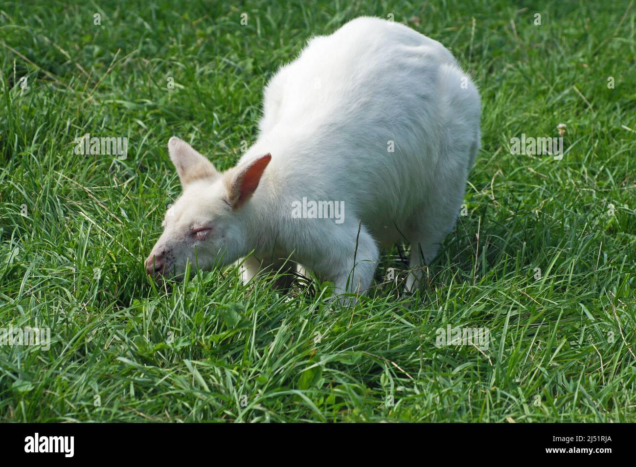 Wallaby bianco - piccolo canguro Foto Stock