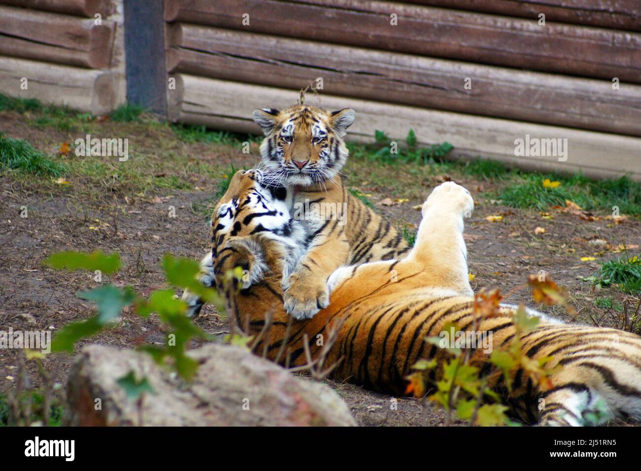 Tigress con i giovani. Foto Stock