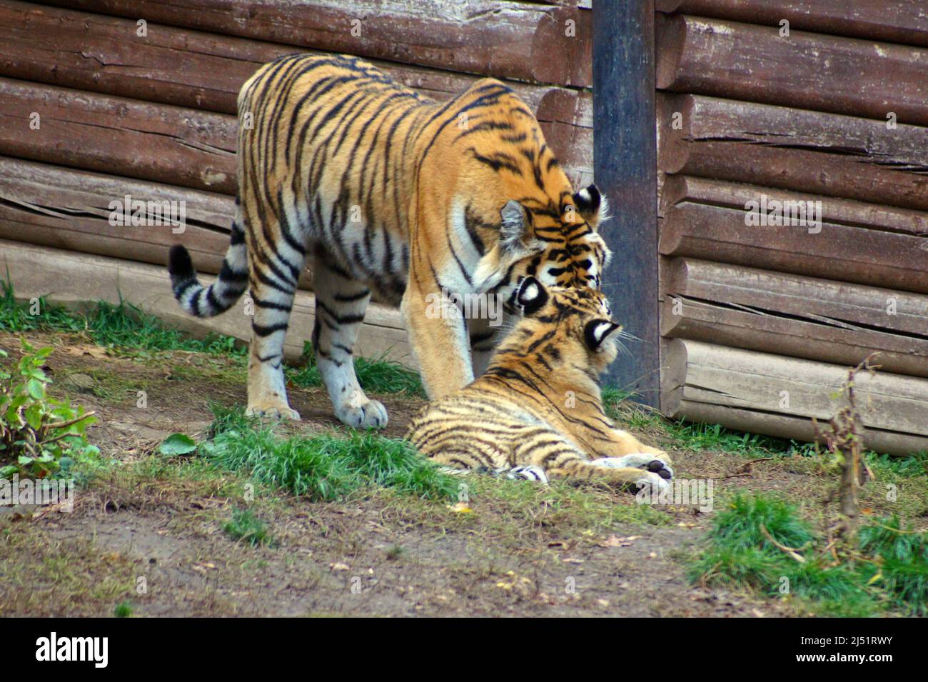 Amore materno. Tigri siberiane i gatti più grandi del mondo. Foto Stock