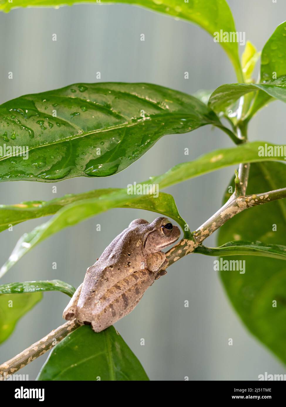 Brown Tree Frog sul piccolo ramo di Cape Jasmine Foto Stock