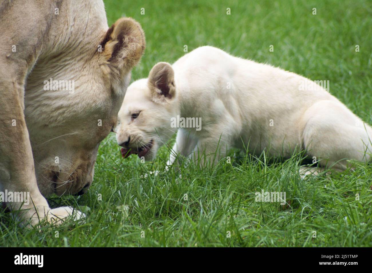 La bianca Lionessa Timbavati con il cub.There non c'è posto per loro nel selvaggio. Presto lo deluderanno perché non si riproducono principalmente in giardini zoologici. Foto Stock