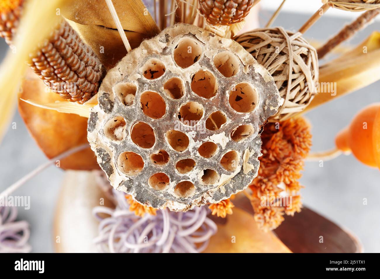 Fiore di loto secco primo piano, può essere usato come tripofobia concetto Foto Stock