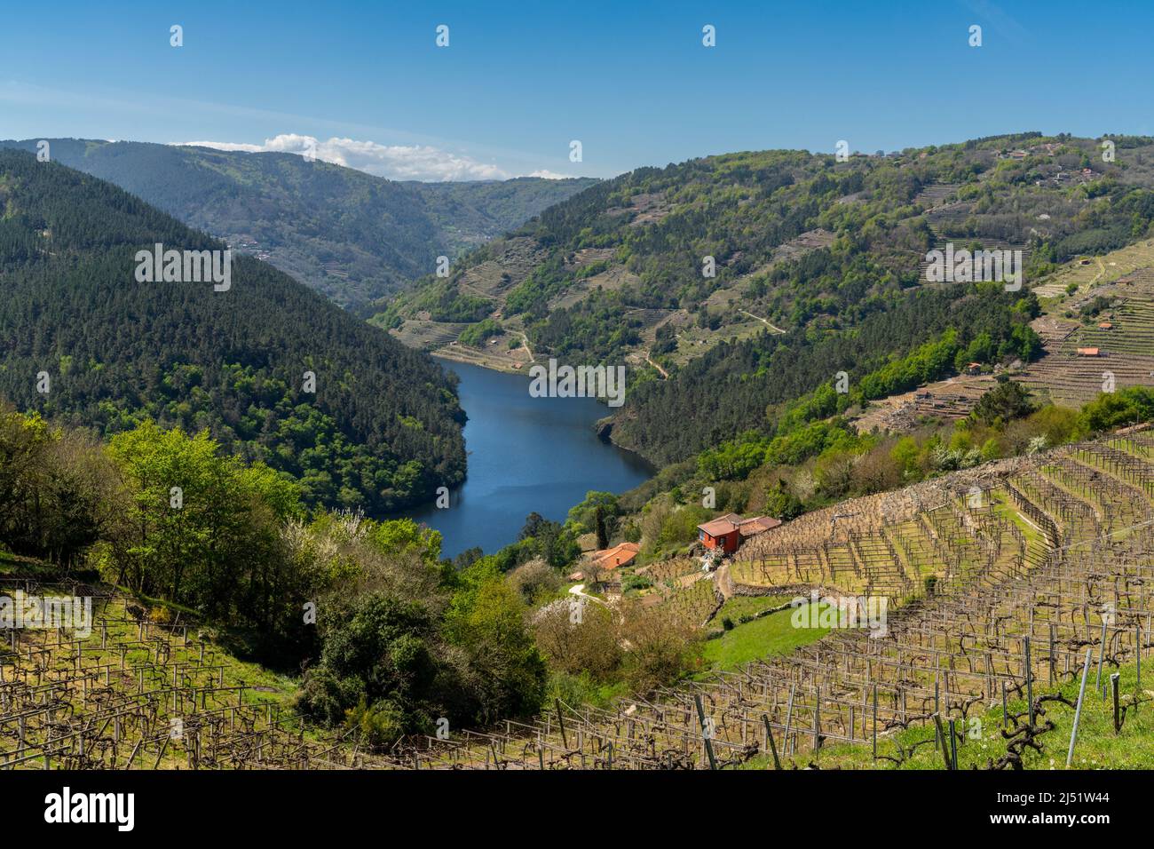 San Mamede, Spagna - 15 Aprile, 2022: Il fiume Minho in Galizia con i tipici vigneti terrazzati Foto Stock